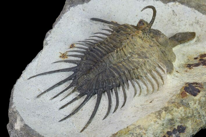 Psychopyge Trilobite With Short (Bitten?) Genal Spines #131288